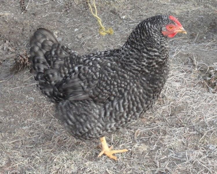 Best chicken road casino in Netherlands